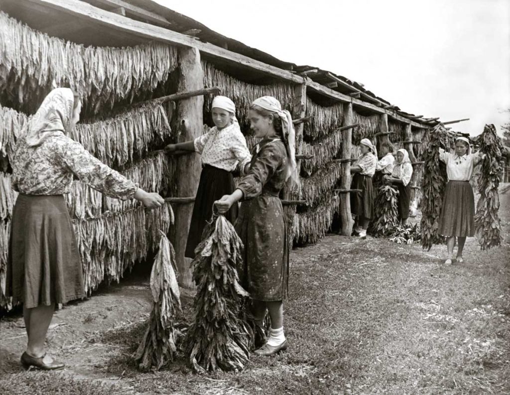 Сушка табака в колхозе им. Ильича (Валя Адынский сельсовет). 1951 год